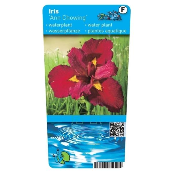 Iris Louisiana Ann Chowning (Rode Japanse iris) P9 Pot 10345 Moerings