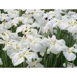 Iris kaempferi White P9 10355 Moerings