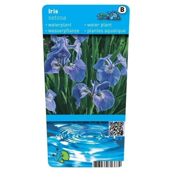 Iris setosa P9 10365 Moerings