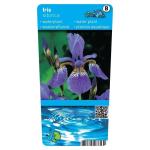 Iris siberica P9 10370 Moerings