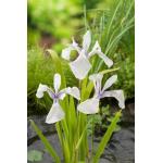 Iris laevigata  Snowdrift  P9 11190 Moerings