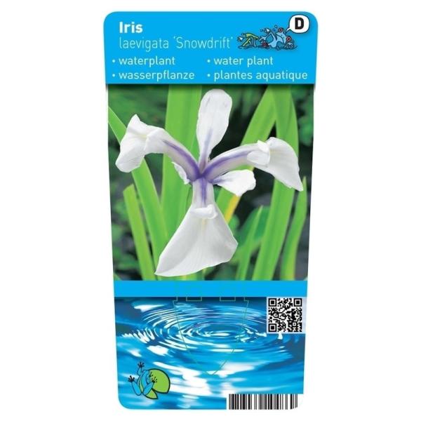 Iris laevigata  Snowdrift  P9 11190 Moerings